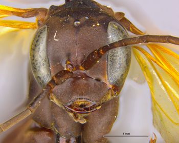 Media type: image;   Entomology 15805 Aspect: head frontal view